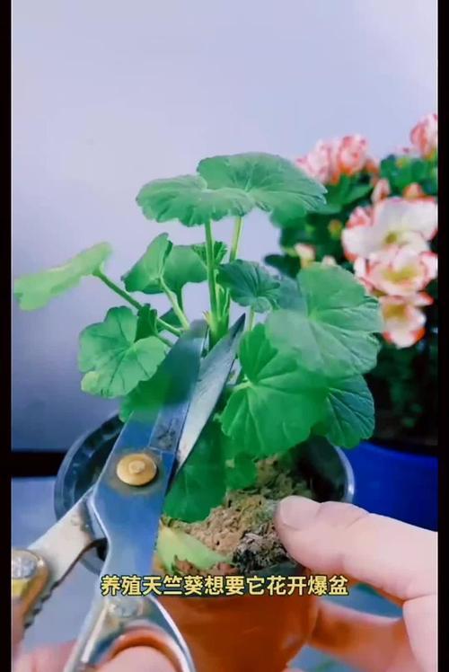 紫砂盆种植天竺葵效果如何？有哪些好处？