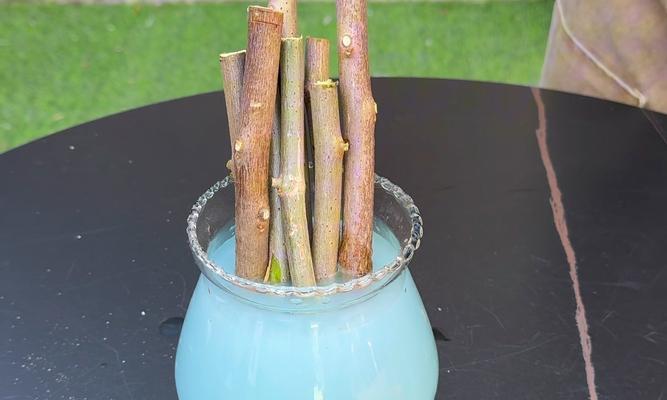 根艺三角梅怎么种植的好？有哪些技巧可以提高成活率？