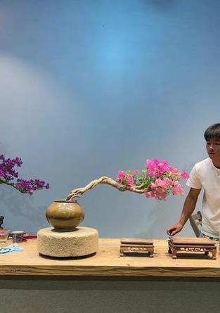 根艺三角梅怎么种植的好？有哪些技巧可以提高成活率？