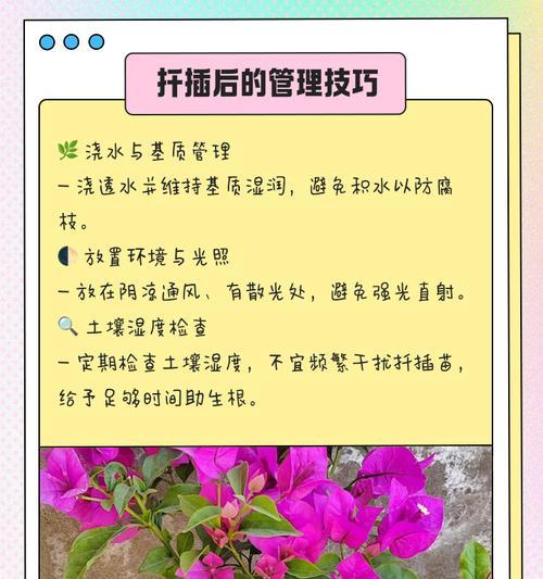 根艺三角梅怎么种植的好？有哪些技巧可以提高成活率？