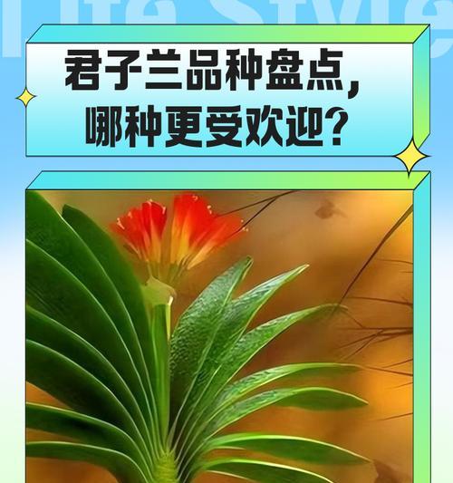 君子兰艾玛是哪种品种？