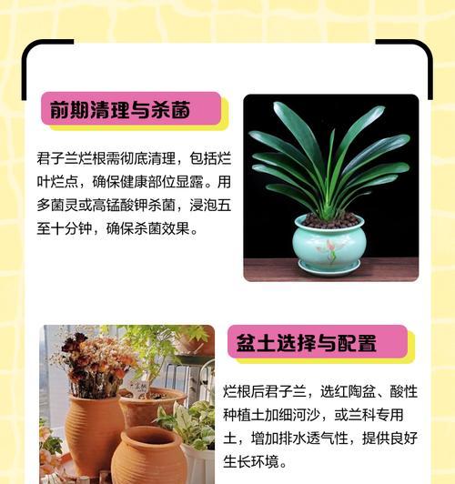 君子兰不扎根的原因是什么？