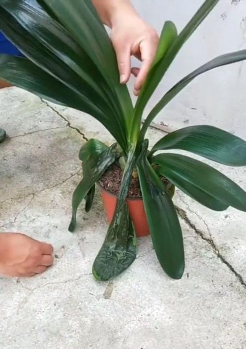君子兰半边根坏掉怎么处理？有哪些有效的修复方法？