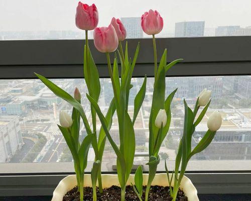 阳台柜里适合放置哪些花卉？如何选择合适的植物？