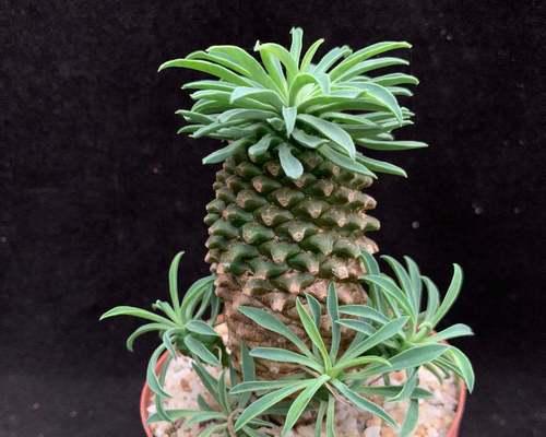 常见的块根观赏植物品种有哪些？