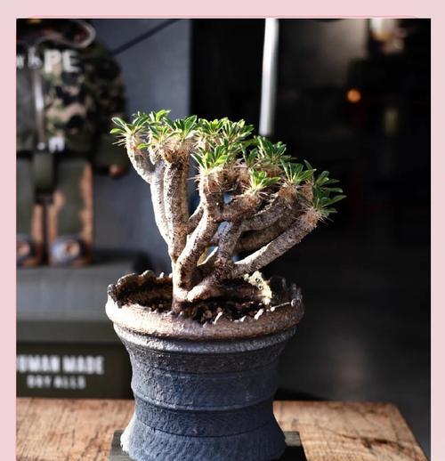 常见的块根观赏植物品种有哪些？
