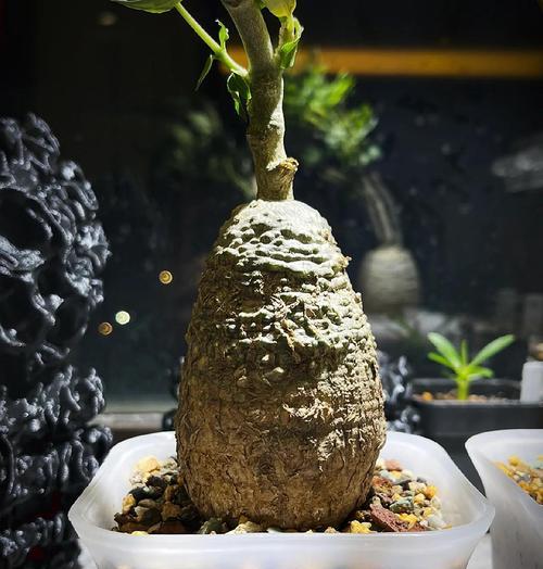 常见的块根观赏植物品种有哪些？