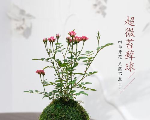 迷你苔藓盆景的养护方法是什么？