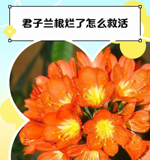 君子兰烂根了怎么救？有哪些急救措施？