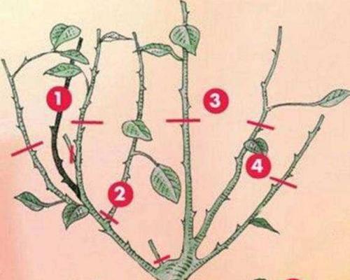 月季修剪后黑顶的处理方法是什么？