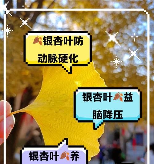 银杏树叶子发黄的原因及预防措施是什么？
