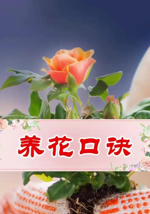 养花有哪些必备技巧？