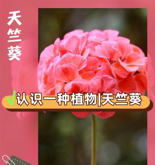 天竺葵开花两天就凋谢的原因是什么？如何延长花期？