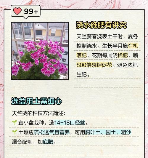 天竺葵开花两天就凋谢的原因是什么？如何延长花期？