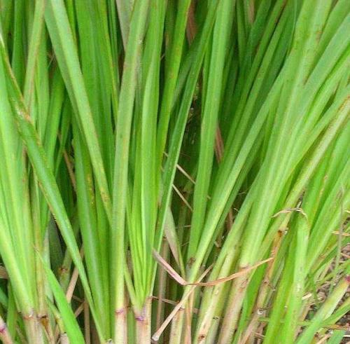 香草植物有哪些独特的气味特点？
