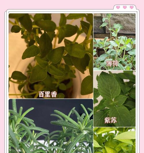 香草植物有哪些独特的气味特点？