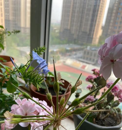如何获取天竺葵种子？播种前的准备是什么？