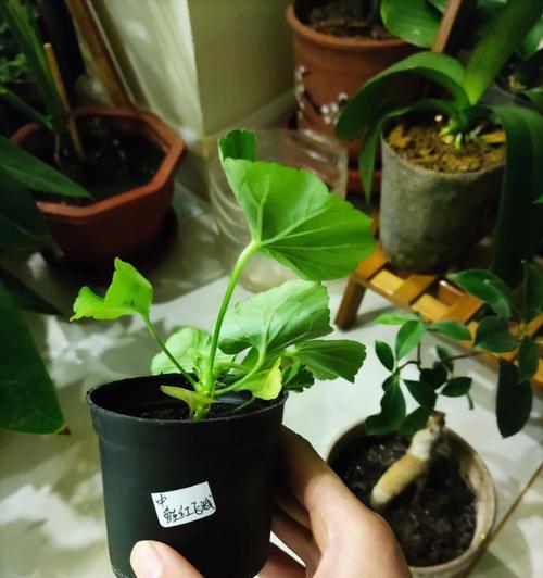如何获取天竺葵种子？播种前的准备是什么？