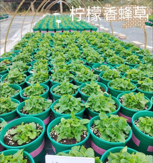 哪些观赏植物属于阴性植物？如何养活它们？