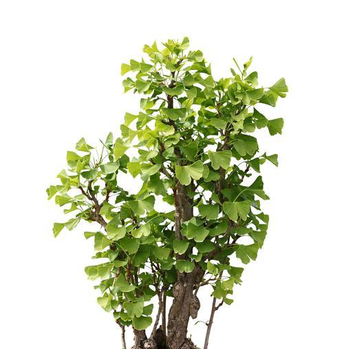 哪些观赏植物属于阴性植物？如何养活它们？