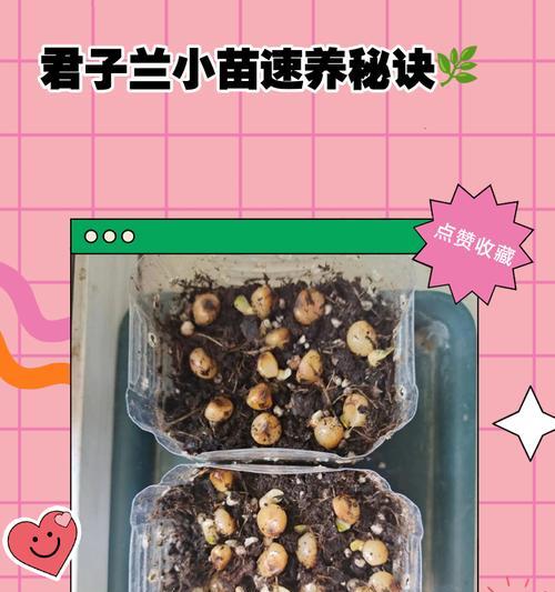 君子兰大长直枝的培养秘诀是什么？