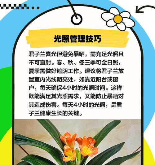 君子兰冬季的养护技巧有哪些？如何安全过冬？