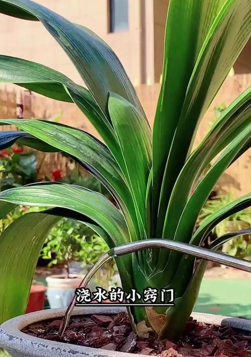 君子兰冬季的养护技巧有哪些？如何安全过冬？