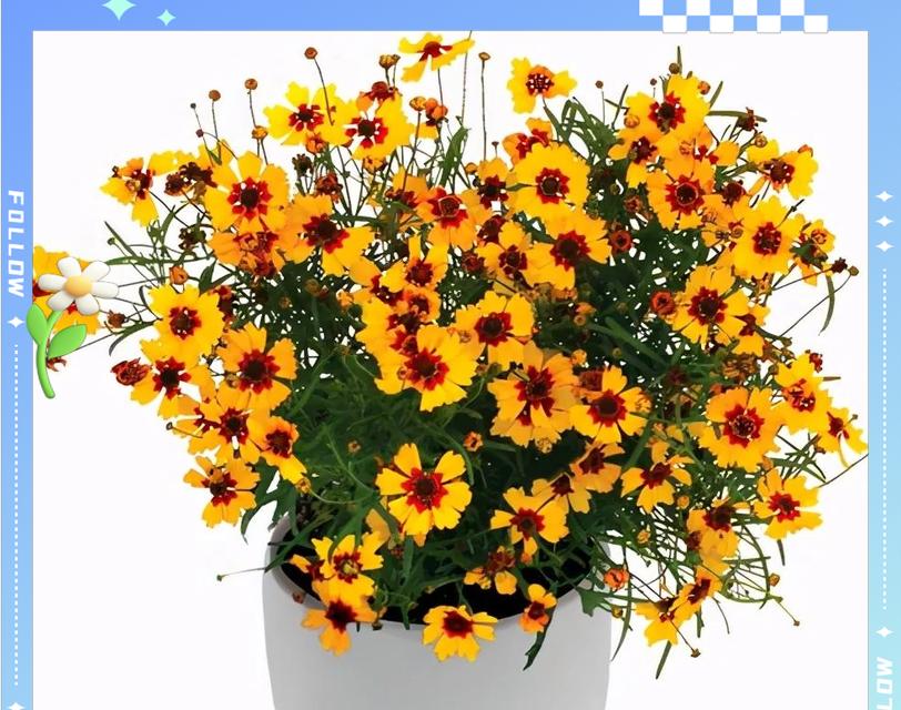 哪些花卉适合在阳台上晒太阳养殖？