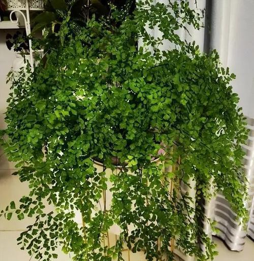 哪些花卉适合在阳台上晒太阳养殖？