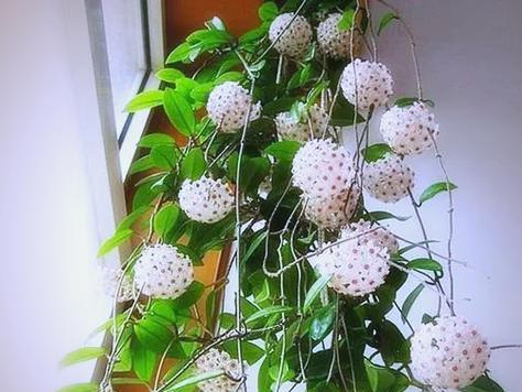 哪些花卉适合在阳台上晒太阳养殖？