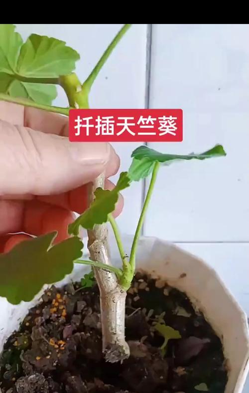 天竺葵的通风养护方法是什么？如何正确养护？
