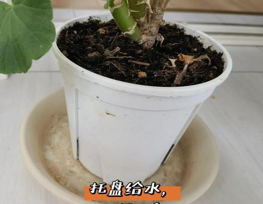 天竺葵的通风养护方法是什么？如何正确养护？