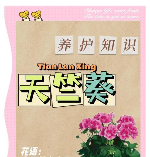 天竺葵的通风养护方法是什么？如何正确养护？