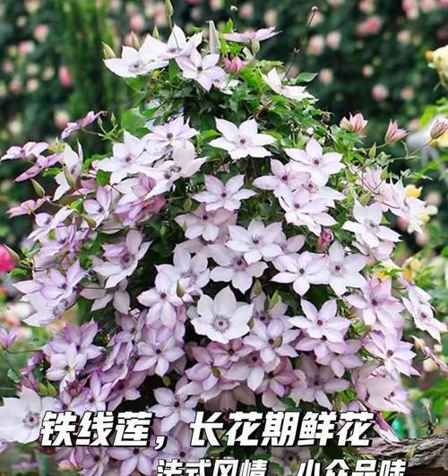 铁线莲地栽的正确方法是什么？