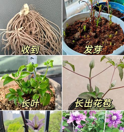 铁线莲地栽的正确方法是什么？