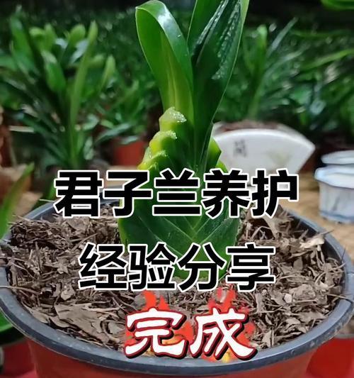 君子兰怎么养殖春天？春季君子兰的养殖要点有哪些？