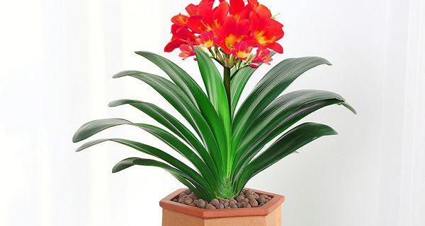 君子兰适合用哪种花盆种植？