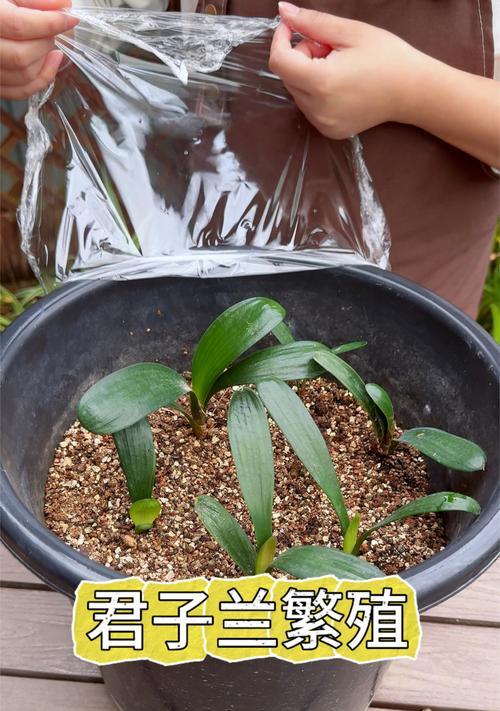君子兰适合用哪种花盆种植？