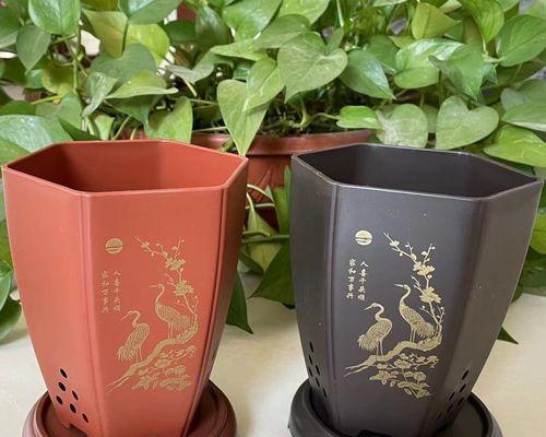 君子兰适合用哪种花盆种植？