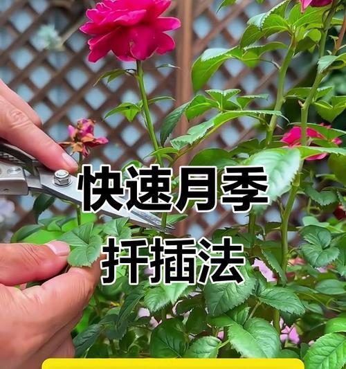 月季繁殖栽培技术要点有哪些？如何提高成活率？
