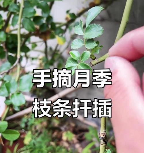 月季繁殖栽培技术要点有哪些？如何提高成活率？