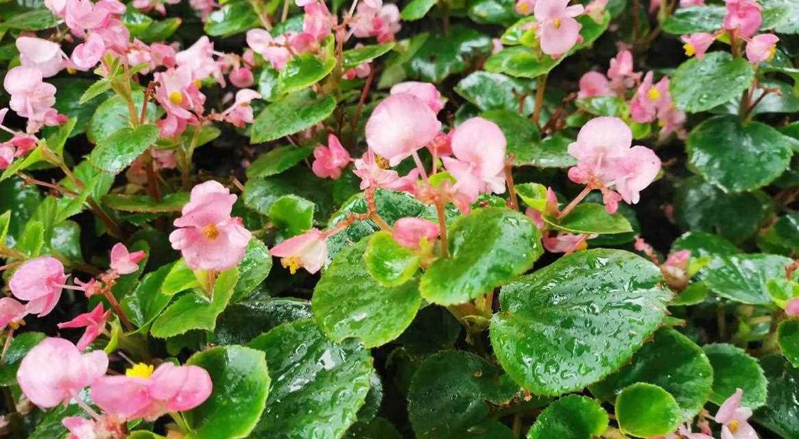 叶子发黄时如何解决促芽催花问题？