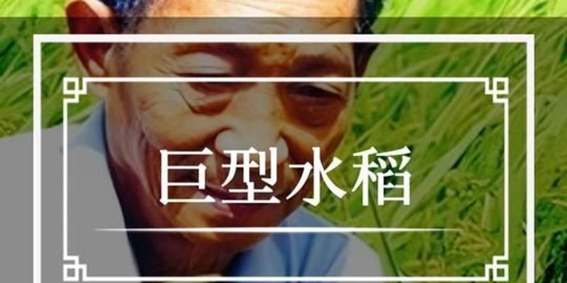 巨型稻的栽培技术包括哪些？