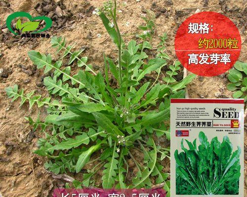 荠菜种子播种的最佳时间是什么时候？