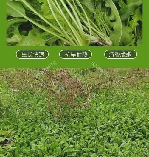 荠菜种子播种的最佳时间是什么时候？