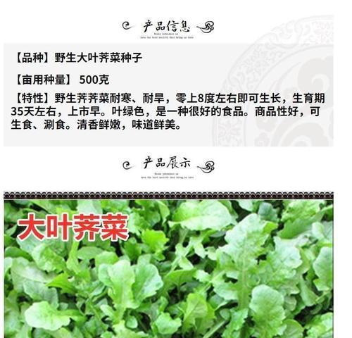 荠菜种子播种的最佳时间是什么时候？