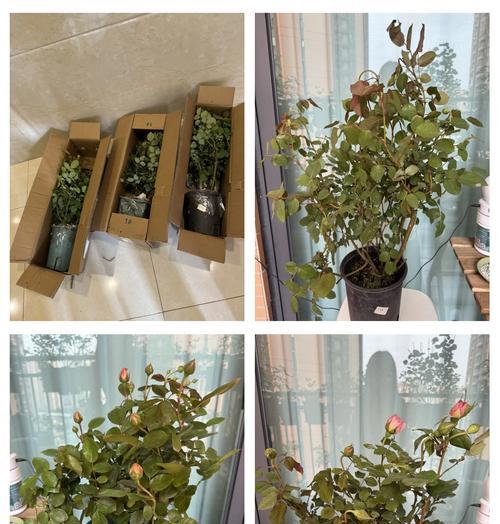 新买的月季根到家后应该怎样处理？