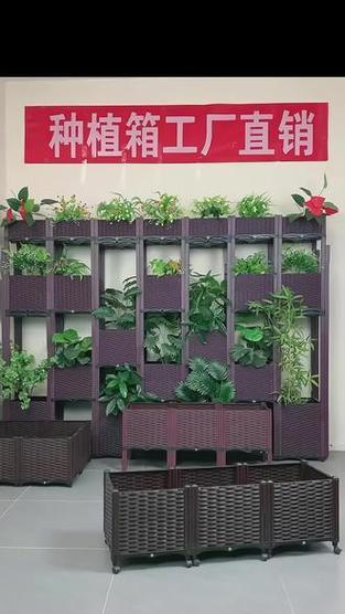 梳子草播种的最佳方法是什么？