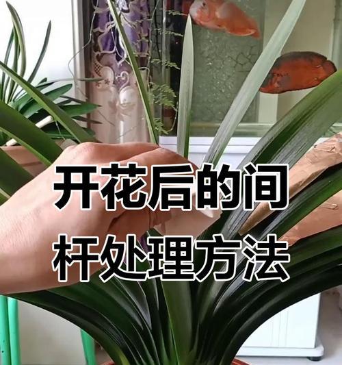 君子兰开花后如何处理种子？