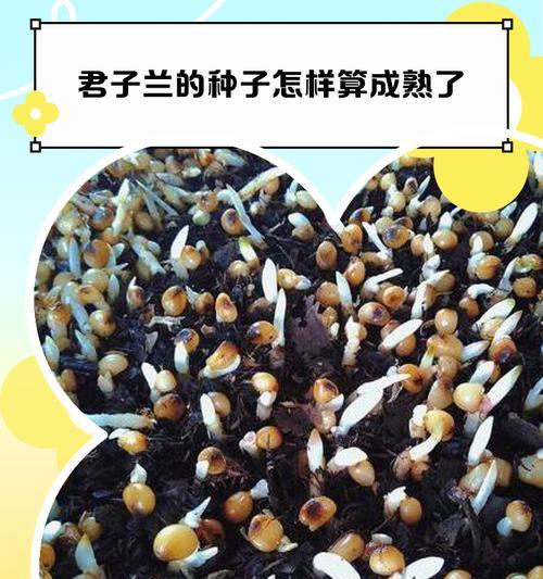 君子兰开花后如何处理种子？